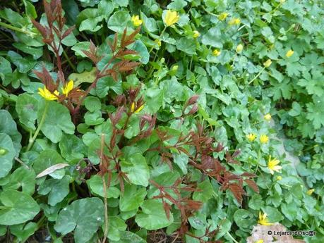 Les invasives du jardin...