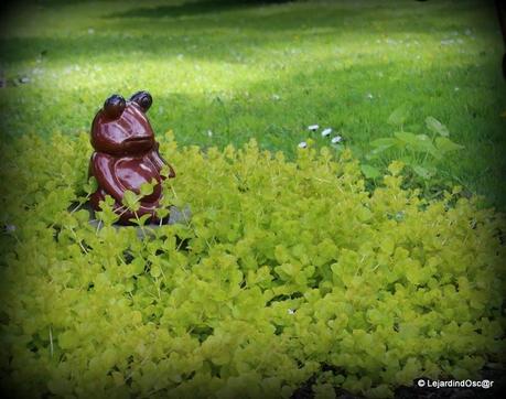 Les invasives du jardin...