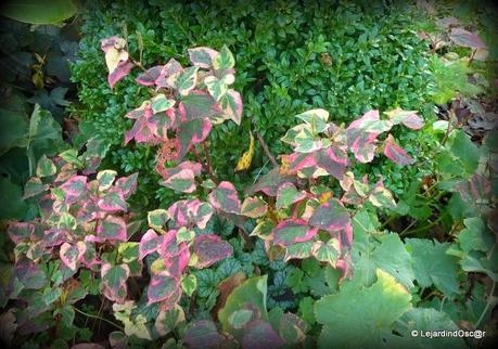 Les invasives du jardin...