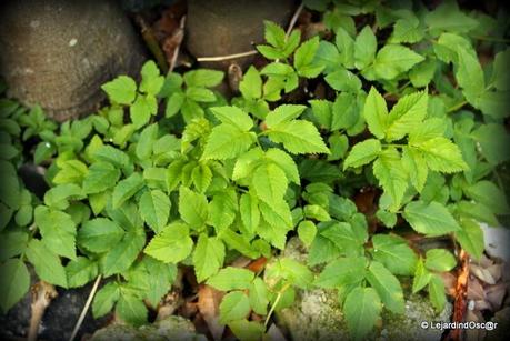 Les invasives du jardin...