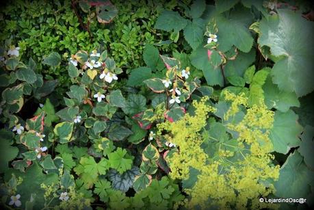 Les invasives du jardin...