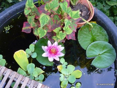 Les invasives du jardin...