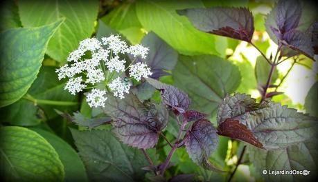 Les invasives du jardin...
