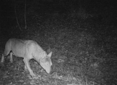 Photo de loup © Pierre Rigaux