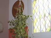 Bouturer Peperomia Scandens