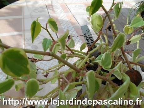 Bouturer le Peperomia Scandens