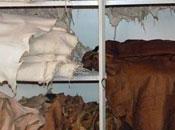 Msila L’exportation cuir rapporté 650.000 dollars mois