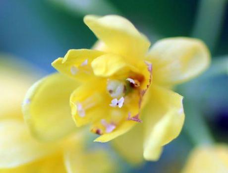 8 mahonia veneux 21 avril 2013 013.jpg