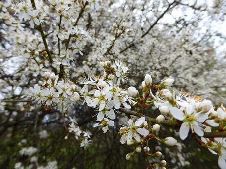 Château Guillaume (36)