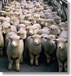 Le rassemblement des moutons a sonné.