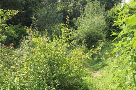 ribes fasc romi 5 juillet 2013 093.jpg