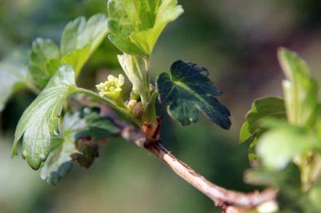 6 ribes fasciculatum romi 8 mars 2014 035 (2).jpg
