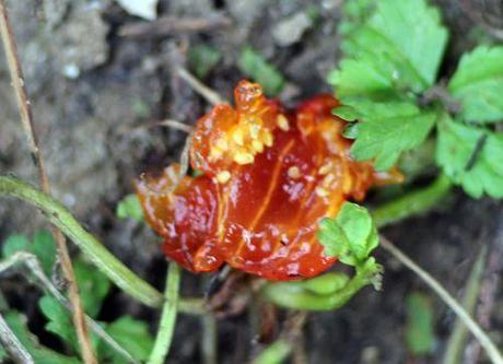 ribes fasciculatum romi 28 sept 2013 005 (1).jpg