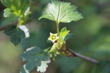 5 ribes fasciculatum romi 8 mars 2014 035 (3).jpg