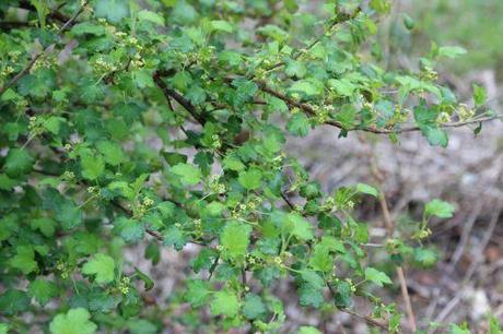 4 ribes fasciculatum romi 18 mars 2014 003 (2).jpg