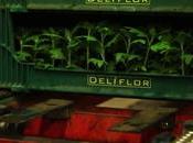 culture chrysanthème vidéo