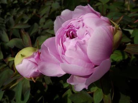 FLORAISON PIVOINES ACTE 3 (2)