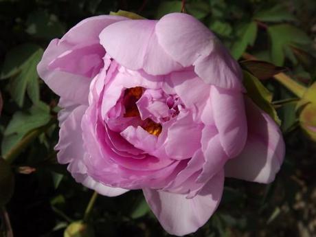 FLORAISON PIVOINES ACTE 3 (3)
