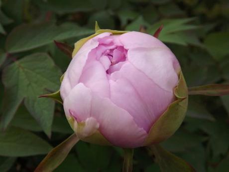 FLORAISON PIVOINES ACTE 3 (4)
