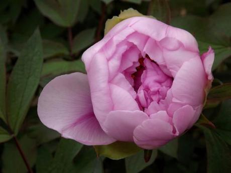 FLORAISON PIVOINES ACTE 3 (9)