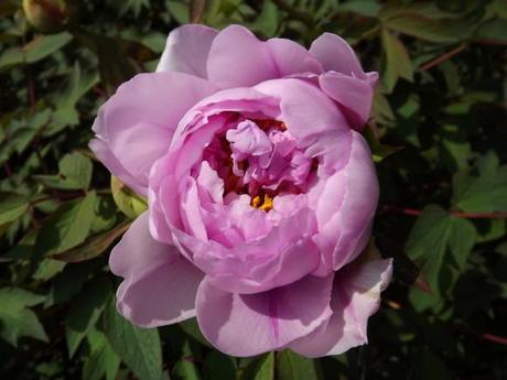 FLORAISON PIVOINES ACTE 3