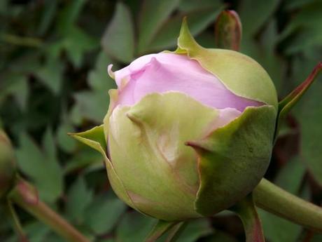 FLORAISON PIVOINES ACTE 3 (6)