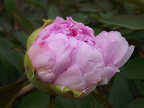 FLORAISON PIVOINES ACTE 3 (5)