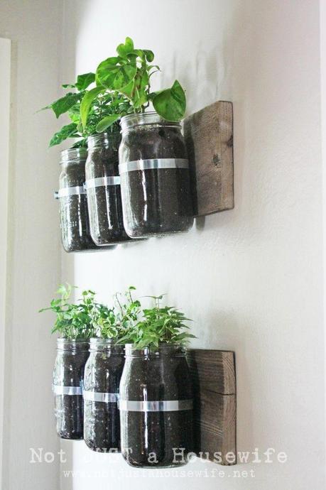 Pots de confitures accrochés au mur pour cultiver, basilic, thym et persil...