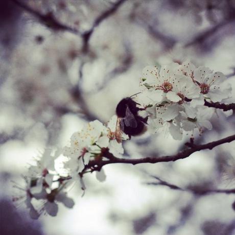 coucou j'ai le bourdon