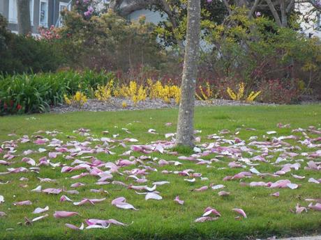 les petites leçons de choses