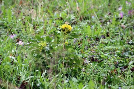 mahonia aq veneux 25 mars 2014 004 (1).jpg