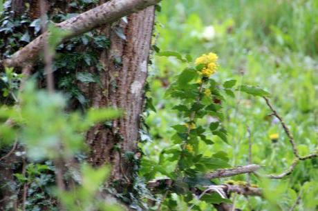 mahonia aq veneux 25 mars 2014 004 (3).jpg