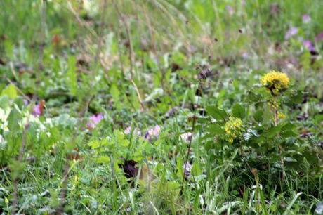 mahonia aq veneux 25 mars 2014 004 (4).jpg