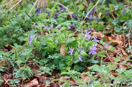 viola veneux 25 mars 2014 006.jpg