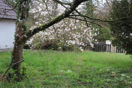 magnolia veneux 25 mars 2014 003.jpg