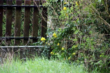 mahonia aq veneux 25 mars 2014 004 (2).jpg