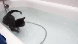 swimming cat 1