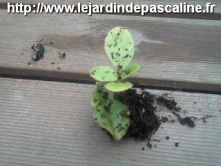 Bouture de feuille de plante d'appartement
