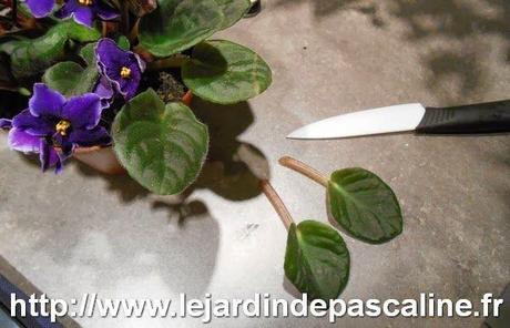 Bouture de feuille de plante d'appartement