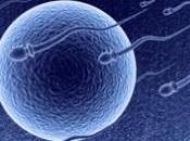 INFERTILITÉ: Sans cette protéine, spermatozoïdes perdent leurs moyens Journal Cell Biology