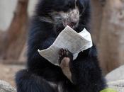 Ours comportement très humain