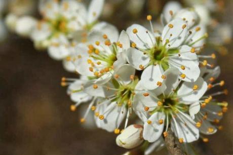 Prunelier en fleur