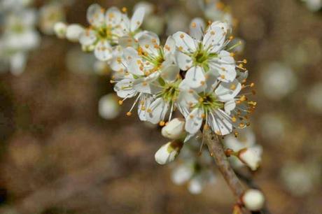 Prunelier en fleur