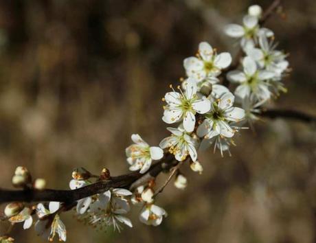 Prunelier en fleur
