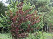 Prunus pourpre