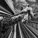 PHOTO : Quel animal êtes vous dans le métro?