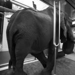 PHOTO : Quel animal êtes vous dans le métro?