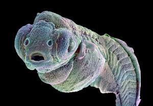 Embryon de poisson zèbre
