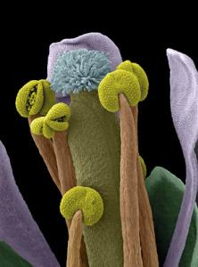 Arabidosis thaliana par microscopie électronique à balayage