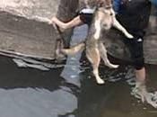 chien sauvé noyade deux hommes